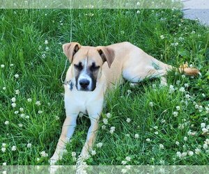 Boxador Dogs for adoption in Minneapolis, MN, USA