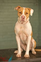 Bullypit Dogs for adoption in Roanoke, VA, USA