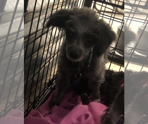 Poodle (Miniature)-Unknown Mix Dogs for adoption in Queen Creek, AZ, USA