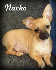 Medium Photo #1 Chihuahua Puppy For Sale in Anaheim Hills, CA, USA