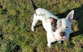 American Pit Bull Terrier-Unknown Mix Dogs for adoption in Reedsport, OR, USA