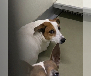 Parson Russell Terrier-Unknown Mix Dogs for adoption in Columbia, TN, USA