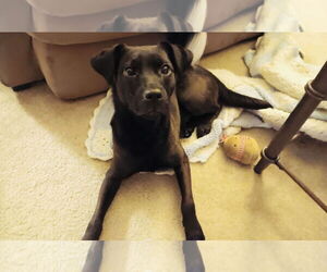 Labrador Retriever-Unknown Mix Dogs for adoption in Princeton, MN, USA