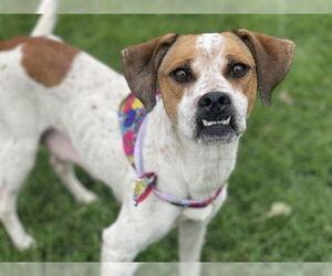 American Foxhound-Unknown Mix Dogs for adoption in Tulsa, OK, USA
