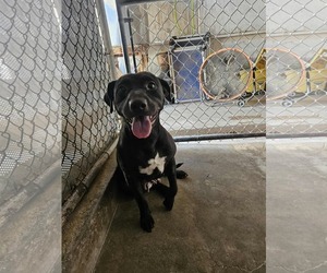 American Pit Bull Terrier-Unknown Mix Dogs for adoption in El Centro, CA, USA