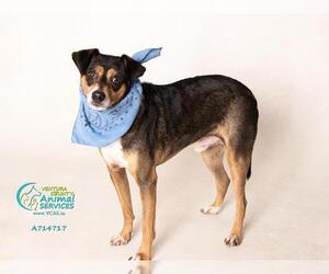 Raggle Dogs for adoption in Camarillo, CA, USA