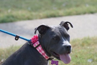 American Pit Bull Terrier Dogs for adoption in Munford, TN, USA