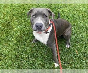 American Pit Bull Terrier Dogs for adoption in San Clemente, CA, USA