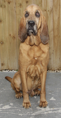 Bloodhound Dogs for adoption in Oakland Park, FL, USA