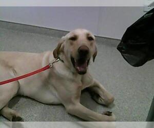 Labrador Retriever Dogs for adoption in Fort Collins, CO, USA