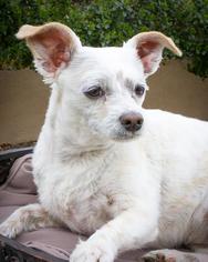 Medium Photo #1 Mutt Puppy For Sale in Phelan, CA, USA