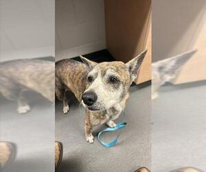 Labrador Retriever-Unknown Mix Dogs for adoption in Corpus Christi, TX, USA