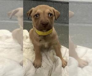 American Staffordshire Terrier-Unknown Mix Dogs for adoption in San Antonio, TX, USA