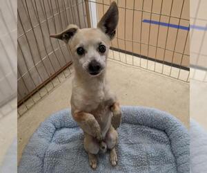 Chihuahua Dogs for adoption in San Luis Rey, CA, USA