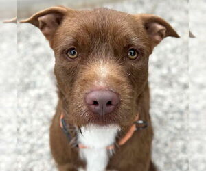 Mutt Dogs for adoption in Jefferson, WI, USA
