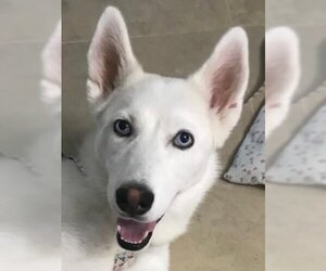 Siberian Husky Dogs for adoption in LANGLEY, British Columbia, Canada