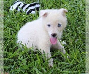 German Shepherd Dog-Huskies  Mix Dogs for adoption in Holly Hill, SC, USA