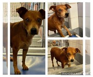 Mutt Dogs for adoption in San Antonio, TX, USA