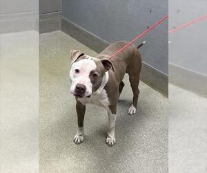 Mutt Dogs for adoption in Las Vegas, NV, USA