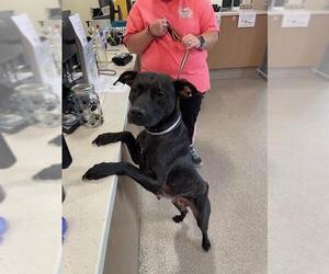 American Pit Bull Terrier Dogs for adoption in Louisville, KY, USA