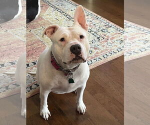 Mutt Dogs for adoption in Euless, TX, USA
