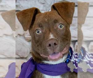 Mutt Dogs for adoption in Kennesaw, GA, USA