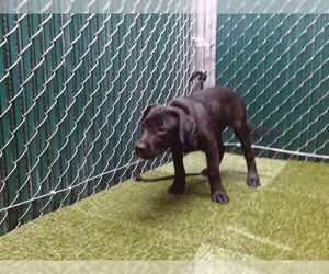 Mutt Dogs for adoption in Downey, CA, USA