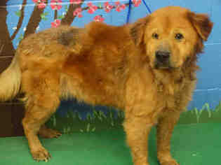 Chow Chow Dogs for adoption in Waco, TX, USA