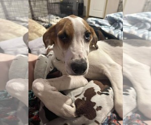 Mutt Dogs for adoption in Woodbury, NY, USA