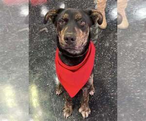 German Shepherd Dog-Unknown Mix Dogs for adoption in Calgary, Alberta, Canada