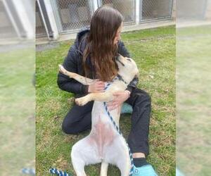 Labrador Retriever-Unknown Mix Dogs for adoption in Front Royal, VA, USA