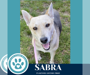 Mutt Dogs for adoption in Kimberton, PA, USA