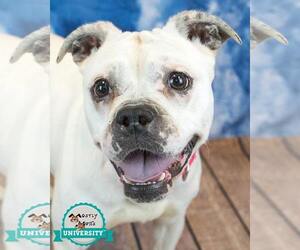 Bulldog-Unknown Mix Dogs for adoption in Kennesaw, GA, USA