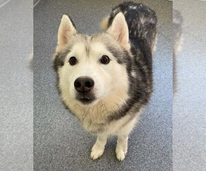 Siberian Husky Dogs for adoption in Low Moor, VA, USA