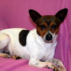 Medium Photo #1 Rat Terrier Puppy For Sale in Lucedale, MS, USA