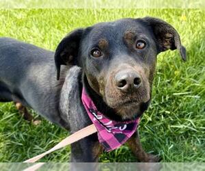 Sheprador Dogs for adoption in Pueblo, CO, USA