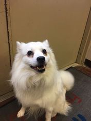 American Eskimo Dog Dogs for adoption in Germantown, OH, USA