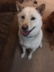 Shiba Inu Dogs for adoption in Alton, IL, USA