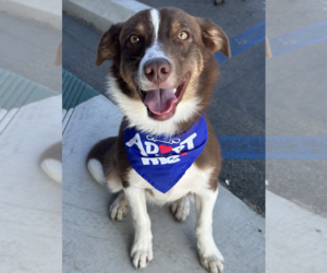 Border-Aussie Dogs for adoption in Newport Beach, CA, USA