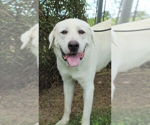 Great Pyrenees Dogs for adoption in Abbeville, LA, USA