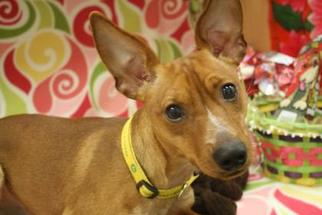 Miniature Pinscher Dogs for adoption in Menominee, MI, USA