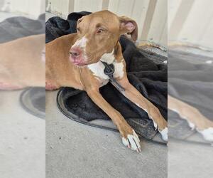 Labrador Retriever-Unknown Mix Dogs for adoption in San Antonio, TX, USA