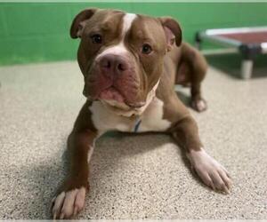 American Pit Bull Terrier Dogs for adoption in Ames, IA, USA