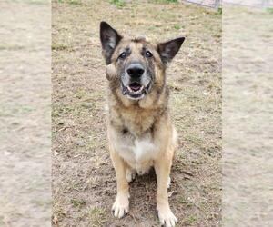 German Shepherd Dog Dogs for adoption in CRESCENT CITY, FL, USA