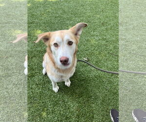 Huskies -Unknown Mix Dogs for adoption in Hilton Head, SC, USA