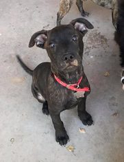 Boxador Dogs for adoption in Phoenix , AZ, USA