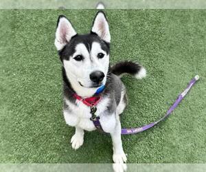 Siberian Husky-Unknown Mix Dogs for adoption in Las Vegas, NV, USA