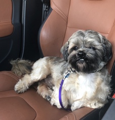 Lhasa Apso-Unknown Mix Dogs for adoption in Sun Valley, CA, USA