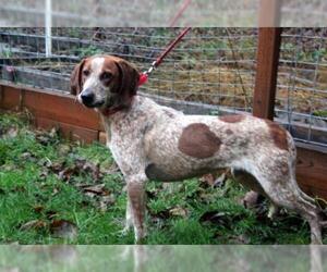 English Coonhound Dogs for adoption in Apple Valley, CA, USA