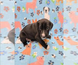 Labrador Retriever-Unknown Mix Dogs for adoption in Grovetown, GA, USA